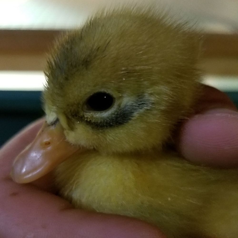 Meet your Posher, Shannon